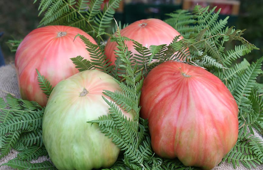 Eccellenze Calabresi| Prodotti | Pomodoro di Belmonte